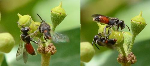 Sphecodes sp.